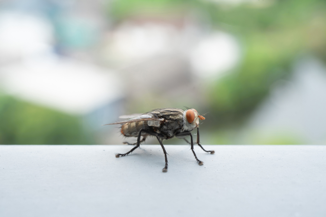flies getting in the house